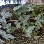 Hedera hibernicaBlad