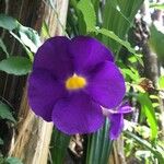 Thunbergia erecta花