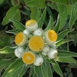 Helichrysum foetidum Цвят