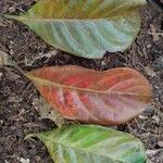 Petersianthus macrocarpus Leaf