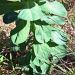 Euphorbia helioscopia List