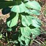 Euphorbia helioscopia Levél