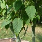Acer davidii Feuille