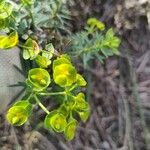Euphorbia segetalis Цветок