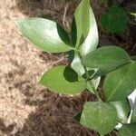 Ruscus hypophyllum Blatt