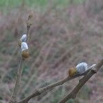 Salix × reichardtii Flower