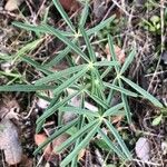 Lupinus angustifolius पत्ता