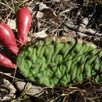 Opuntia macrorhiza List