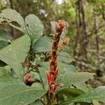 Aphelandra scabra Cvet