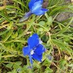 Gentiana brachyphyllaফুল