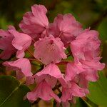 Rhododendron orbiculare Kvet