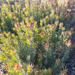 Leucadendron salignum Hábitos