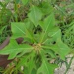 Euphorbia heterophylla Foglia