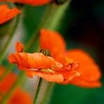 Papaver dubium Fleur