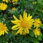 Euryops pectinatus 花