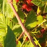 Rubus polonicus Bark