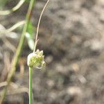 Allium saxatile Virág