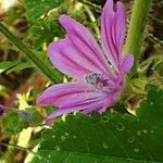 Malva multiflora Květ