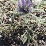 Echinops strigosus Λουλούδι