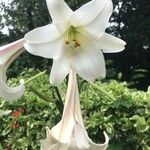 Lilium formosanum 花