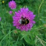 Trifolium pratenseAlia