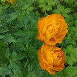 Trollius asiaticus Žiedas