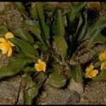 Viola bakeri Habit