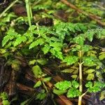 Oenanthe sarmentosa Habit