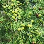 Juniperus pinchotii Fruit