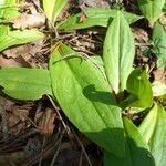Arnica montana Leaf