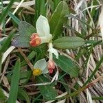 Polygala chamaebuxus Flower