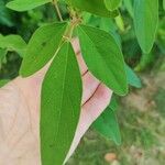 Desmodium tortuosum Лист