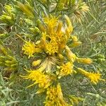 Chrysothamnus viscidiflorus Flower