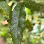 Ochna serrulata পাতা