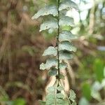 Asplenium barteri Folha