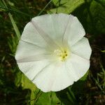 Calystegia purpurata 花