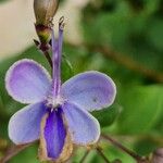Rotheca myricoides फूल