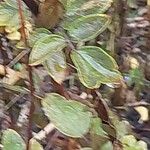 Thalictrum flavum Leaf