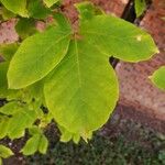Acer maximowiczianum Blad