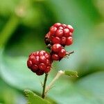 Rubus scaber Vrucht