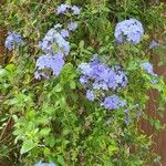 Plumbago auriculataFloro