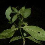 Psychotria horizontalis Hostoa