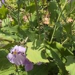 Orychophragmus violaceus Hoja