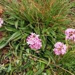 Valeriana tuberosa Elinympäristö