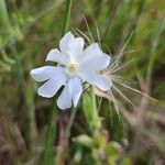 Silene noctiflora Kvet