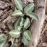 Goodyera pubescens Blatt