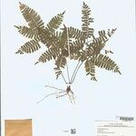 Adiantum terminatum Folha