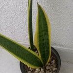 Sansevieria trifasciataBark