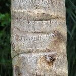 Syagrus cocoides Bark