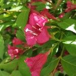 Weigela hortensis Flower